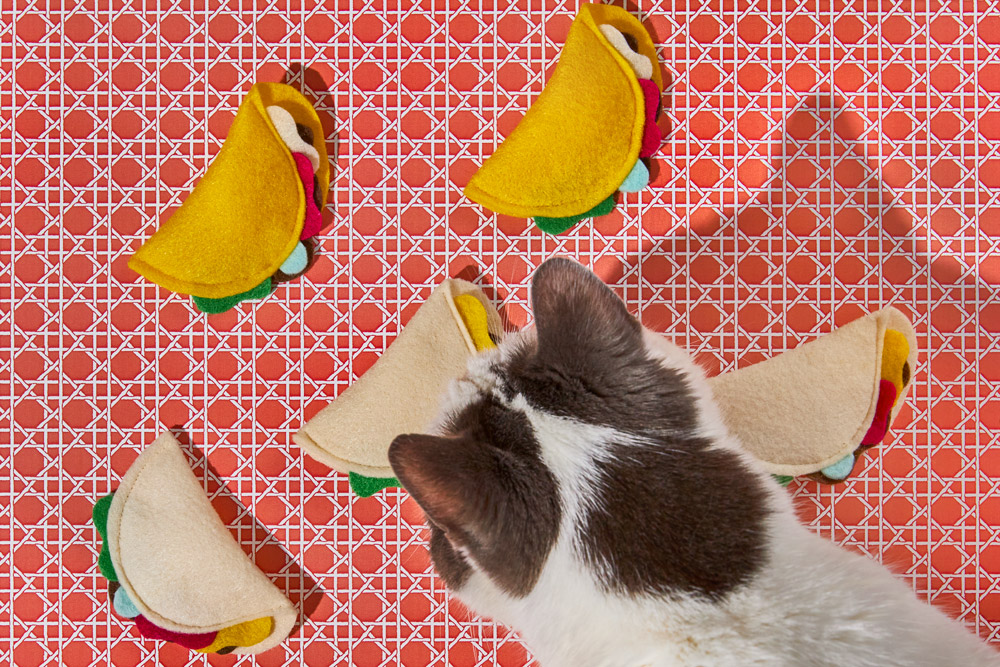 A cat looking at taco toys