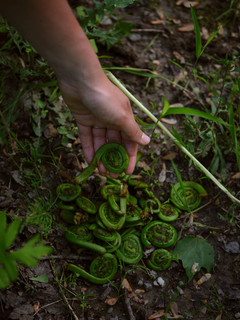 A photo of a hand touching fiddleheads on a farm